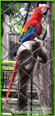 Arara no Zool&oacute;gico do Rio de Janeiro
