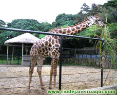 Girafa do Zool&oacute;gico do Rio de Janeiro