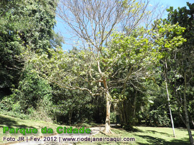 Arv&oacute;re do Pau Brasil no Parque da Cidade