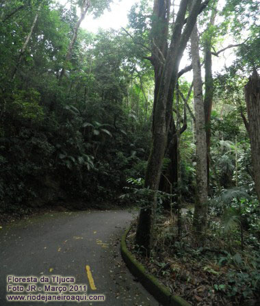 Floresta da Tijuca pr&oacute;xima ao restaurante Esquilos