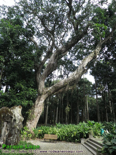 Bela e enorme árvore do Parque Lage e ao fundo conjunto de árvores altissimas