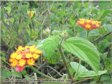 Belas flores e plantas coloridada s&atilde;o vistas no local