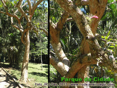 &Aacute;rvore do Pau Brasil no Parque da Cidade, que deu nome ao Pa&iacute;s