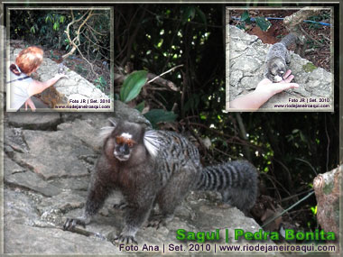 Sagui ou micro estrela na Pedra Bonita Sagui ou micro estrela na Pedra Bonita